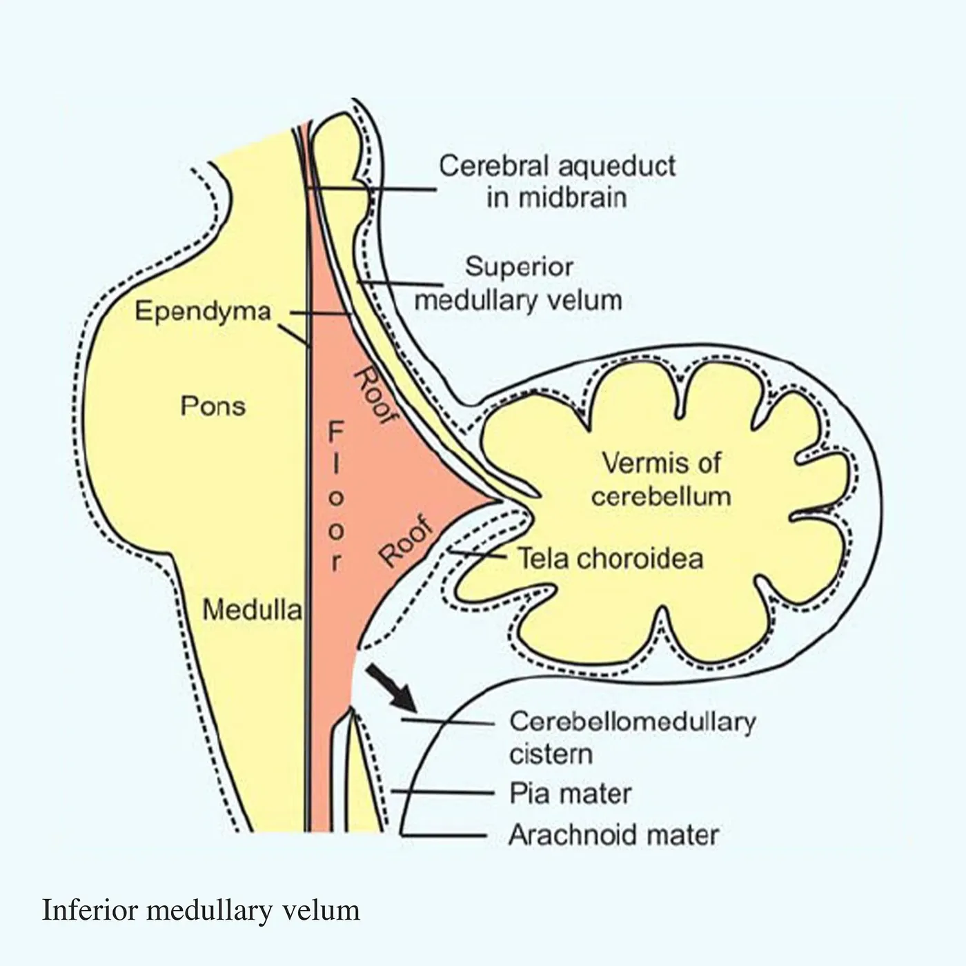 velum brain